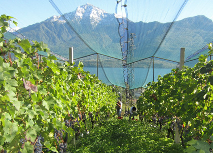 cellars sorsasso Lake Como